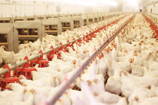 河南濮陽一養(yǎng)雞場1臺(tái)1.4MW常壓燃?xì)鉄崴仩t